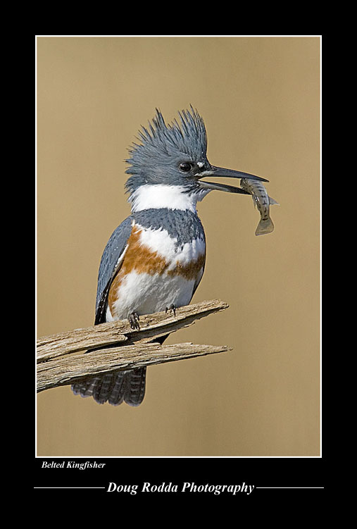 Belted Kingfisher